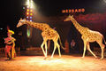 Casartelli giraffes.jpg
