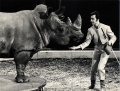 Fredy Knie jun. with rhinoceros Zeila (1968).jpg